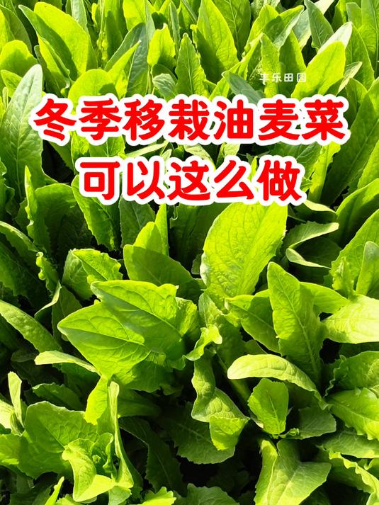 冬季移栽油麦菜可以这么做