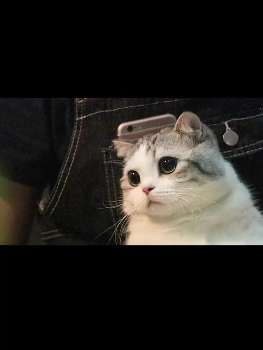 翘屁嫩喵的会面,被父母强行抓去