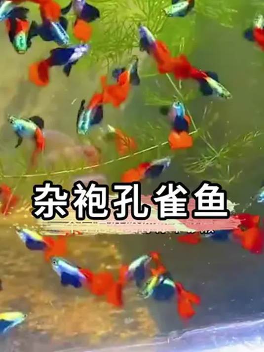杂袍孔雀鱼好看又好养 母鱼特能生 宝宝多