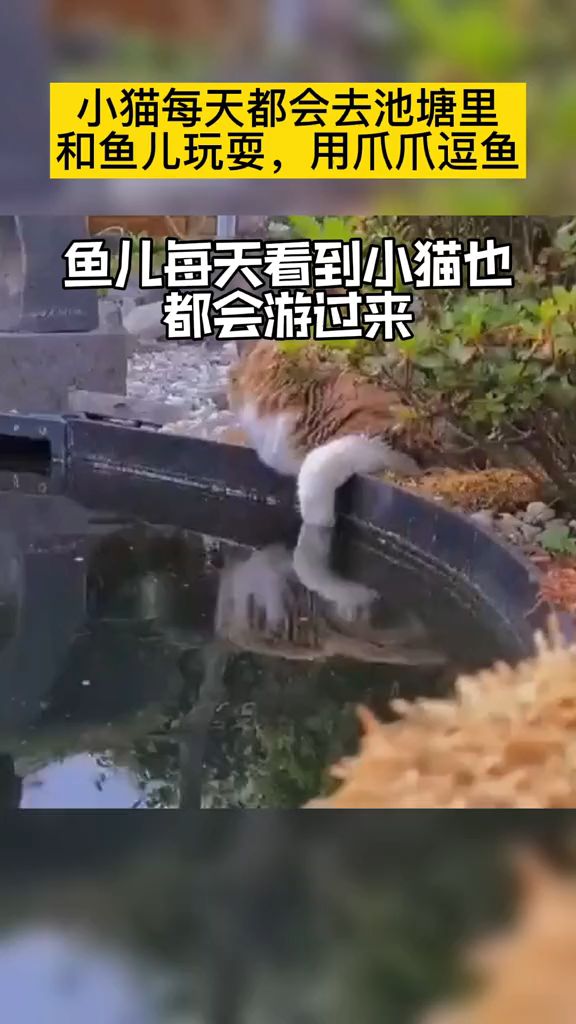 猫和鱼也能做朋友?
