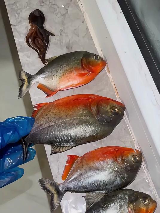 泰坦炮弹VS鳄雀鳝！