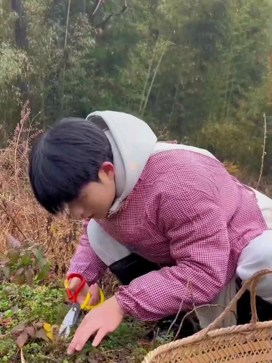 天气一冷，荠菜都长出来了，今天山里摘点野荠菜，包一顿荠菜饺子