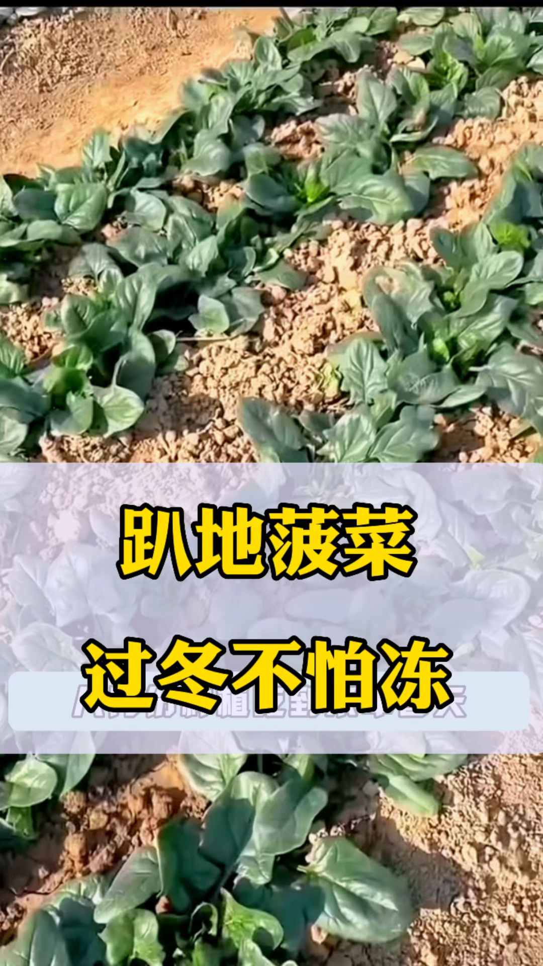 非常适合新手种植的趴地菠菜,不怕霜冻不怕热,种植简单,叶片肥厚,口感甜嫩!