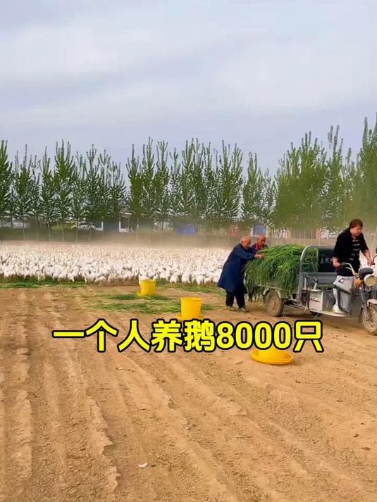 黑麦草养殖鸡鸭鹅猪牛羊