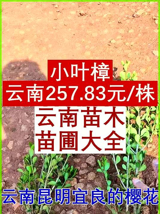 小叶樟云南昆明市宜良县257.83元株
