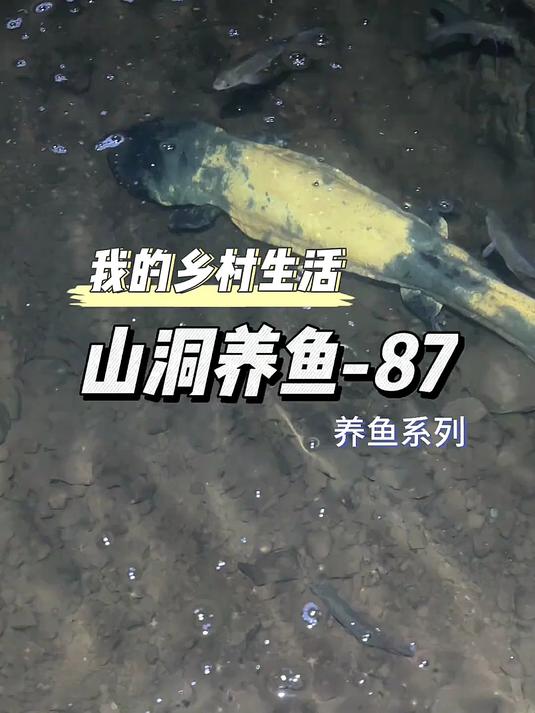 给山洞里娃娃鱼投喂,这过程太刺激,速来围观