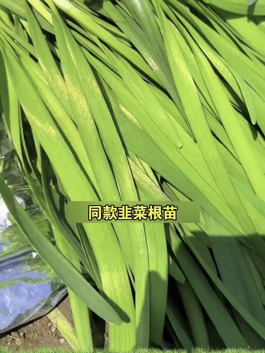 红根韭菜根带芽发货,有机种植无农残,凉拌烧烤香到炸