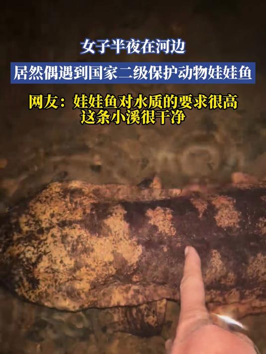 女子半夜在河边,居然偶遇到国家二级保护动物娃娃鱼