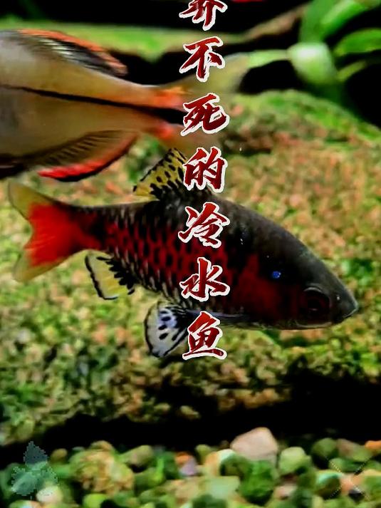 冷水精灵,轻松养成!9种超萌易养冷水鱼大揭秘