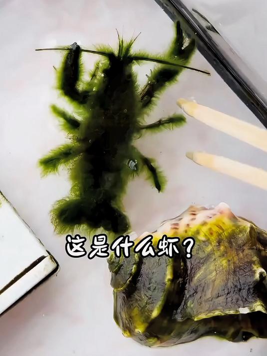 分享15种不同种类的虾,你都吃过哪几种?