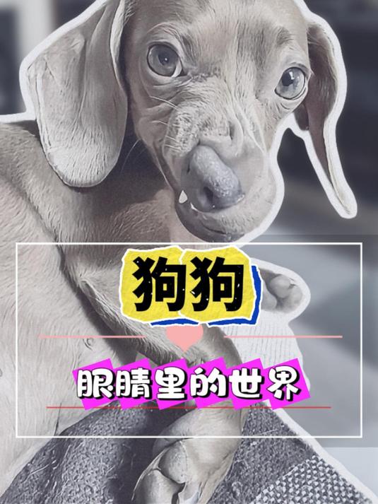 狗狗的眼睛居然被“简化”了?揭秘它们究竟能看到什么!