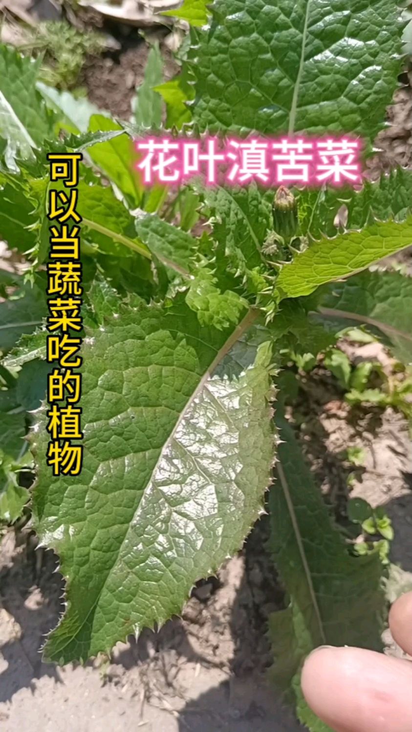 可以当蔬菜吃了植物“花叶滇苦菜”,你吃过它吗