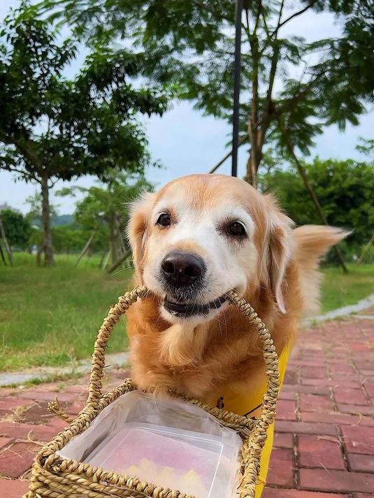 狗狗去河边捞了一只大甲鱼给女主人补身子!