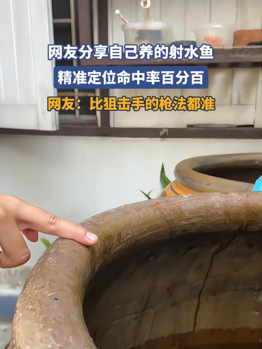 网友分享自己养的射水鱼,精准定位命中率百分百