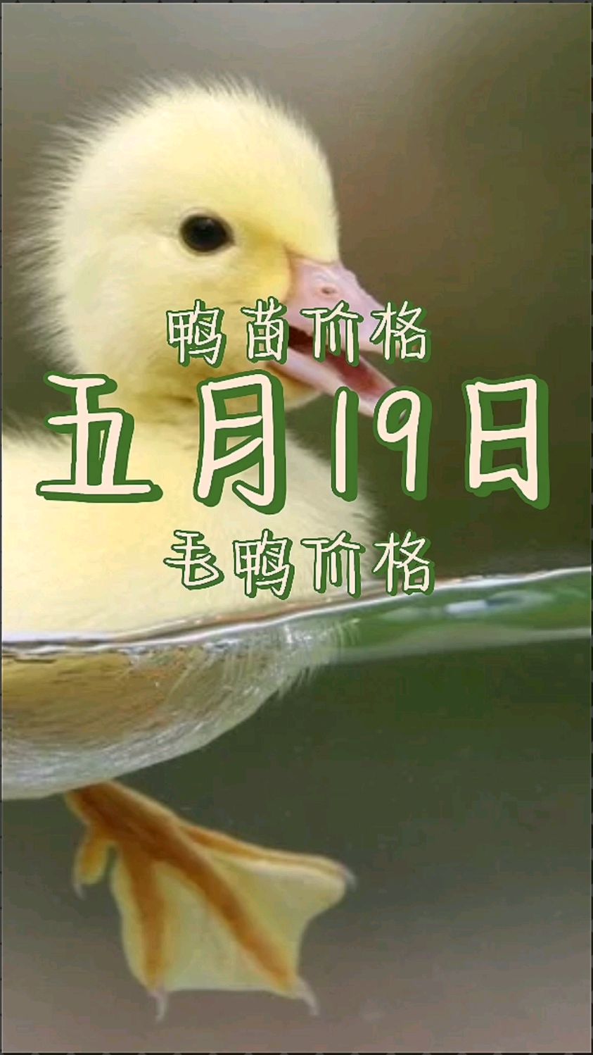 鸭苗价格 鸭苗价格最新报价 鸭苗价格为什么下跌 鸭苗价格还会涨吗 鸭苗价格今日行情