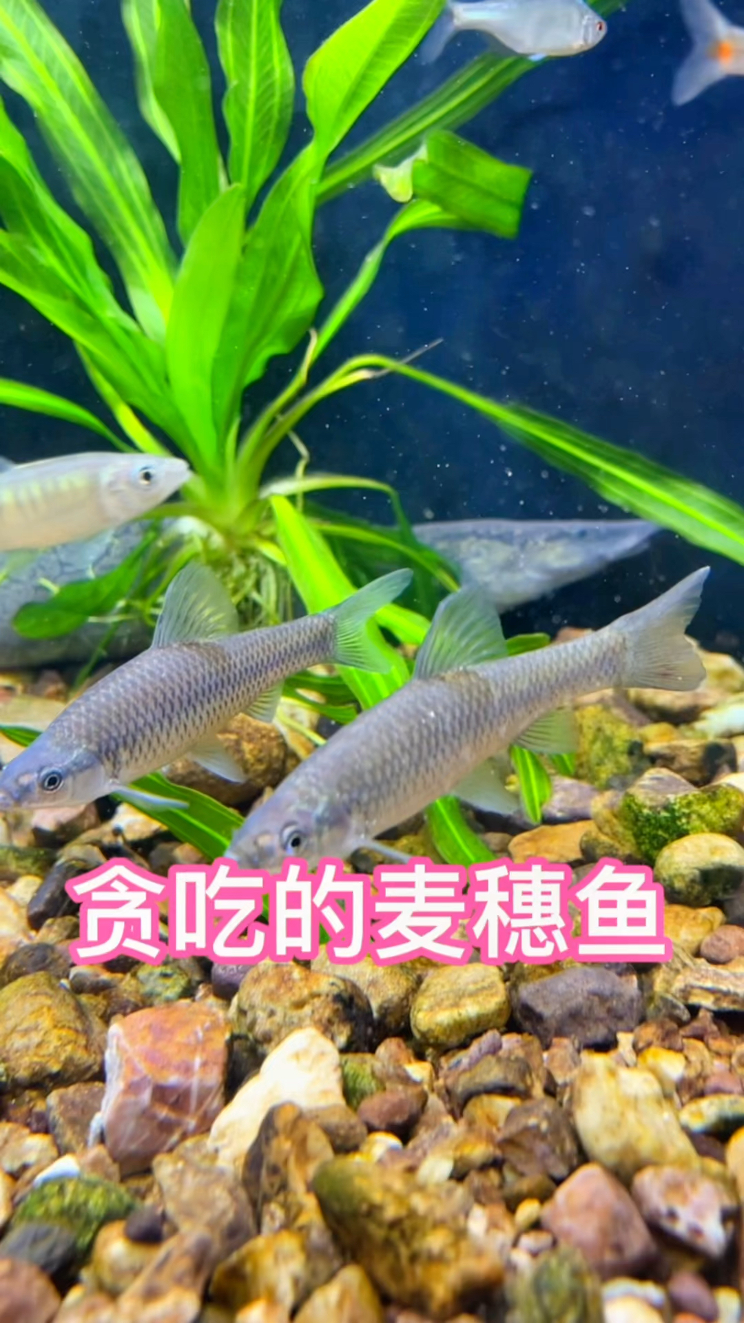 你讨厌这贪吃的麦穗鱼吗#水族#麦穗鱼#养鱼日记
