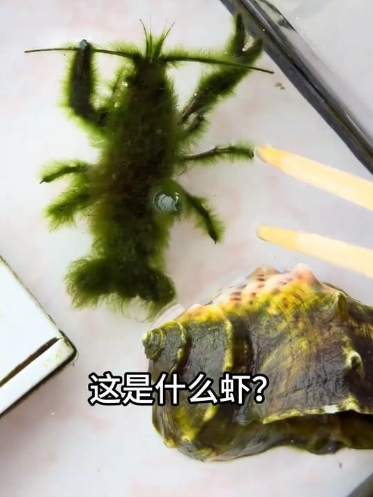 分享科普14种不同品种的虾，你认识几种？