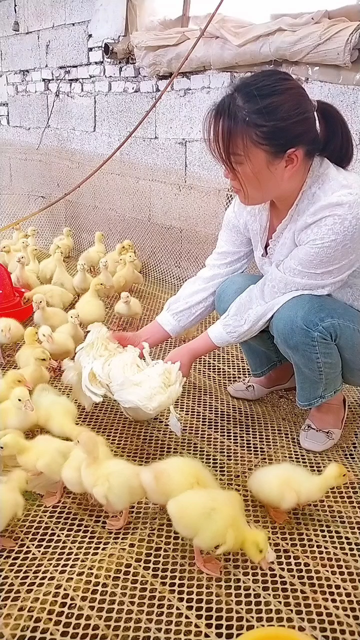 鹅副粘病毒要以预防为主