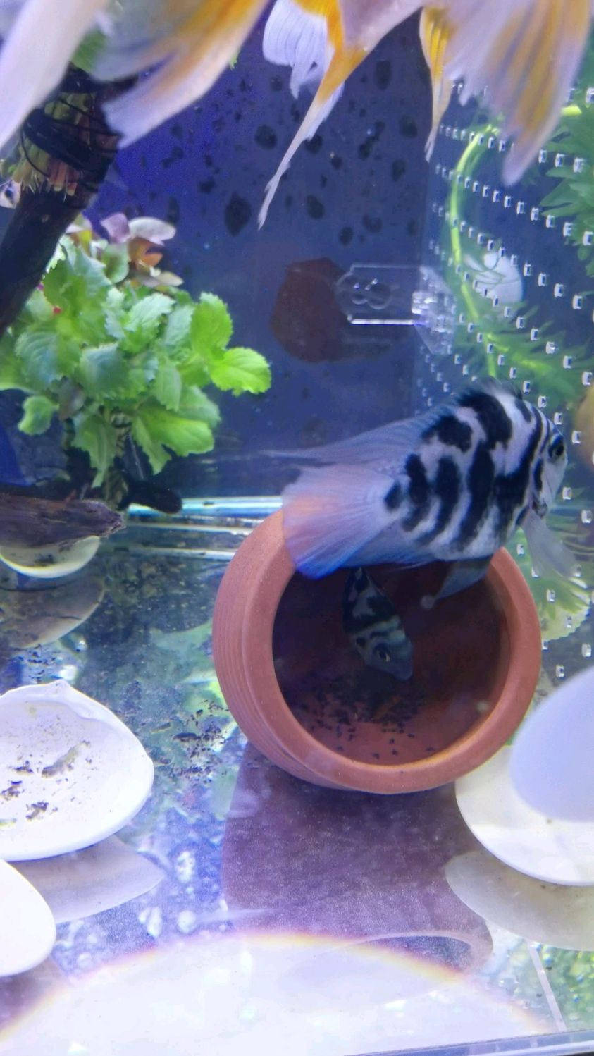 迷你鹦鹉的这个宝宝又出生了,这种鱼真的是太能生了,每个月都会生一次。