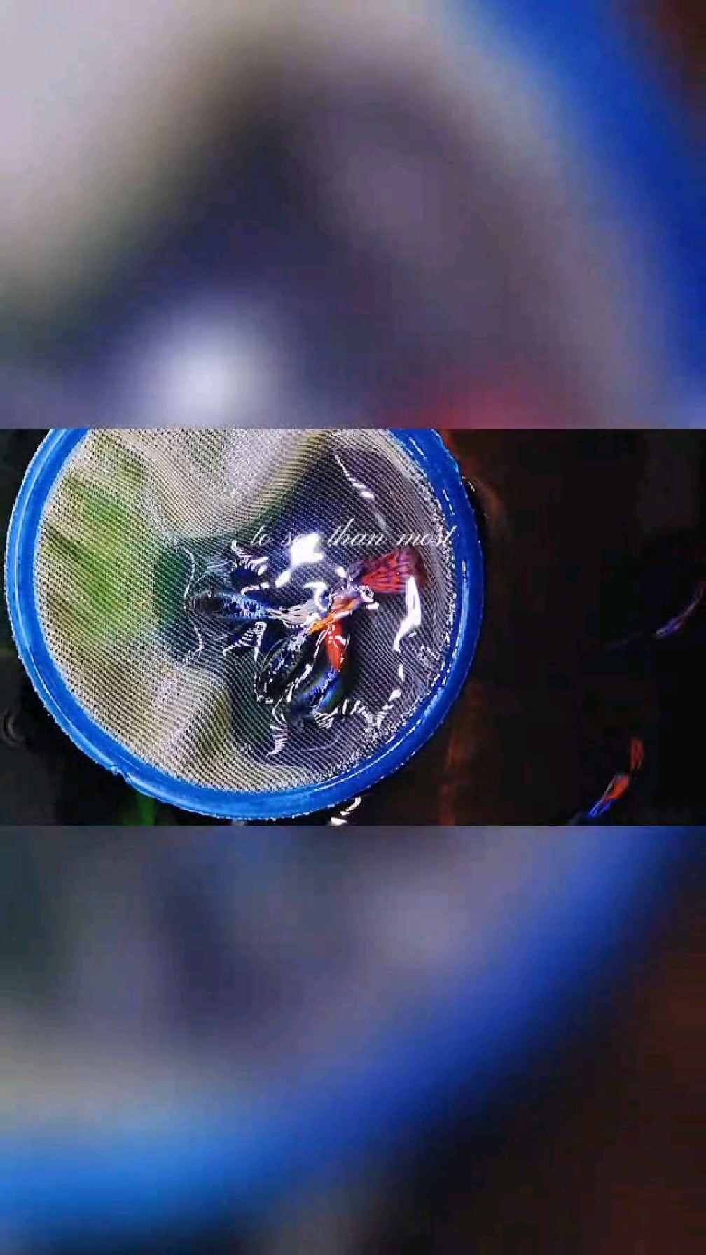 观背孔雀鱼“大耳马赛克”