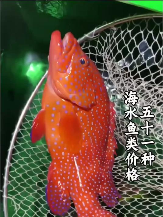 分享51种常见海鱼及价格，这些美味海鲜你都吃过哪几种 #鱼#海鱼