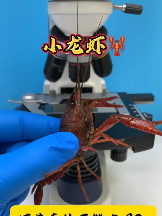 你喜欢吃小龙虾的虾黄吗?