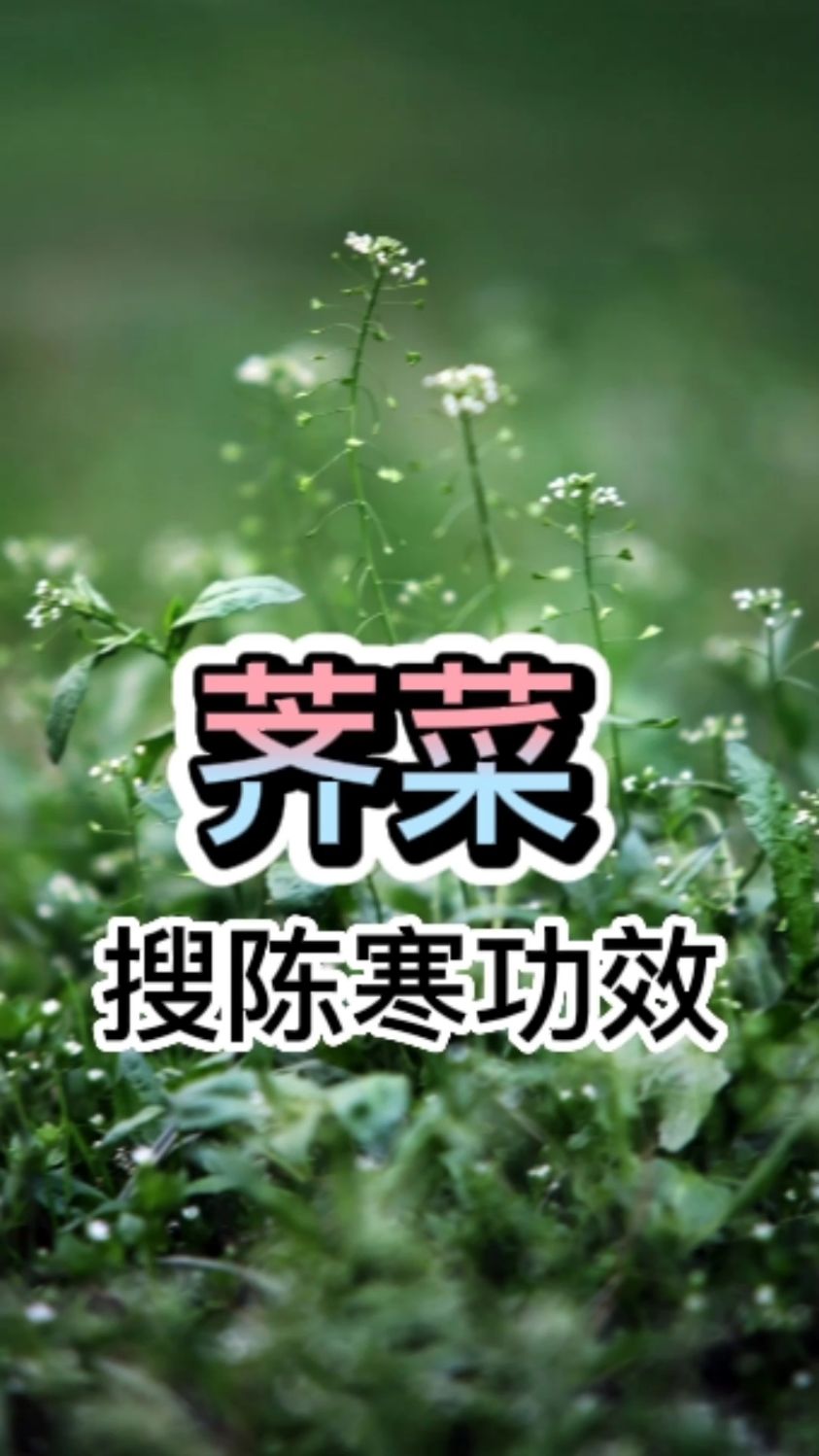 荠菜的“搜陈寒”功效,顾名思义就是搜索陈积寒气,而且祛辛热,是一种独特的宝藏野菜