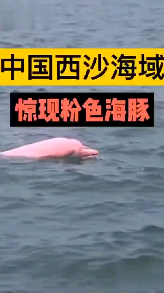 粉色海豚你见过吗
