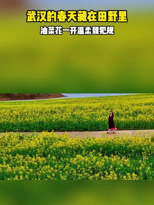 #新春出游创作季#惊蛰时节武汉的春天藏在田野里,油菜花一开,温柔到犯规