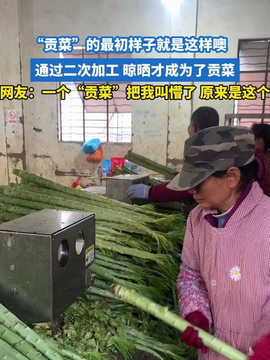 “贡菜”的最初样子就是这样噢！
