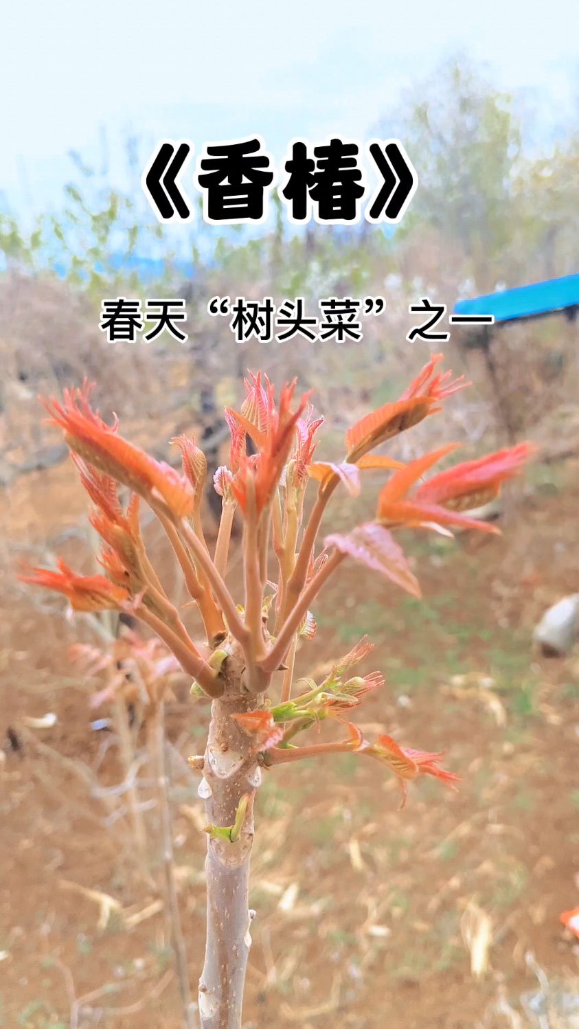 春天的“树头菜”之一香椿