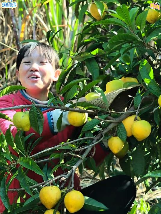 现发蛋黄果！粉糯香甜，口感独特，尝鲜必备鲜果