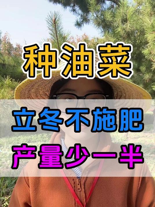 油菜不立冬施肥,产量少一半