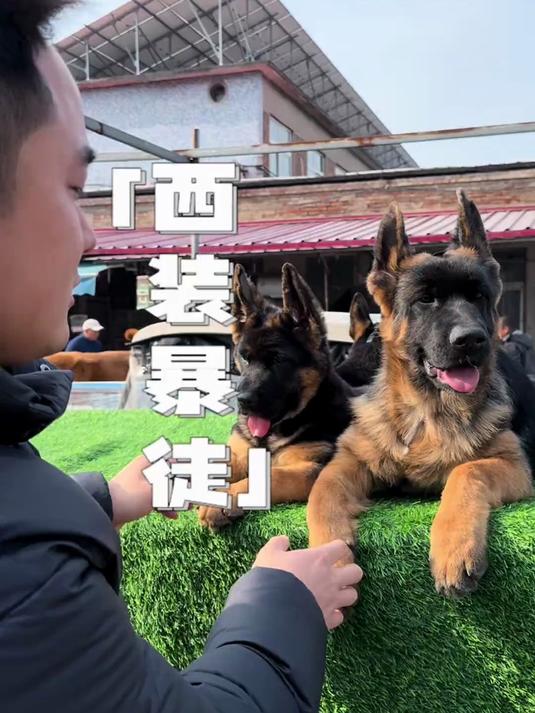 帮粉丝挑一只又帅，又飒的狗，外号“西装暴徒”！#春日收藏家#