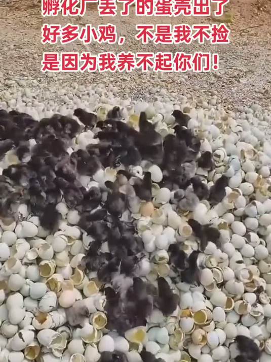 孵化厂丢弃的小鸡说是考虑到留下来不合算经济效益差