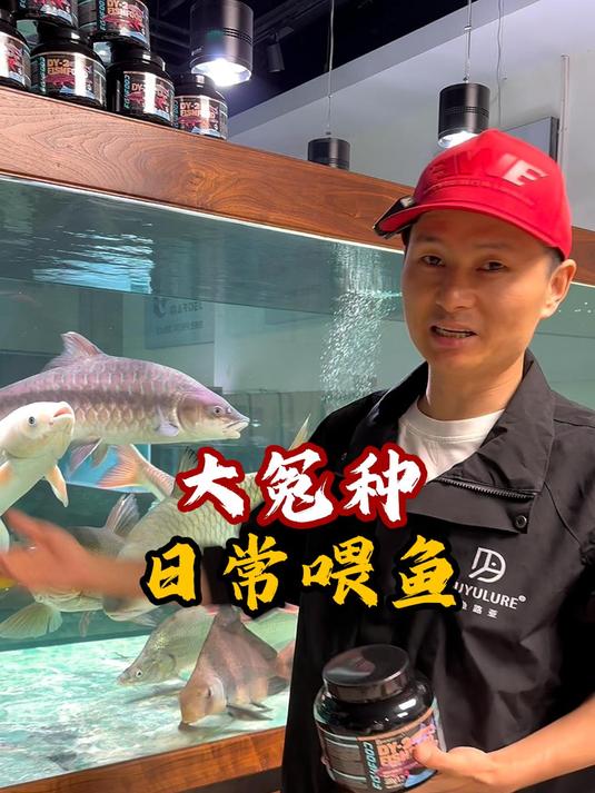 日常喂鱼:超大鸭嘴翘、黄化马口、龙鳞军、蓝色鲤鱼、白化青鱼