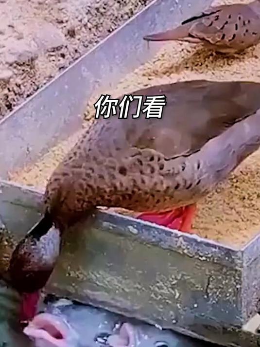翻车啦