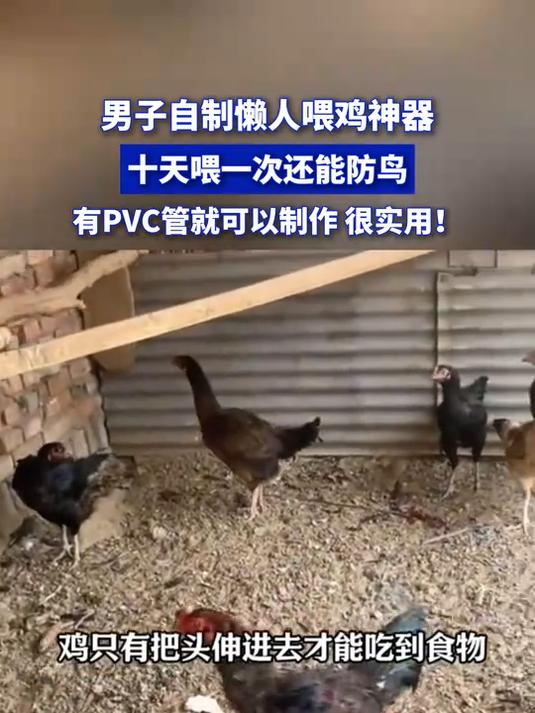 男子自制懒人喂鸡神器,十天喂一次还能防鸟