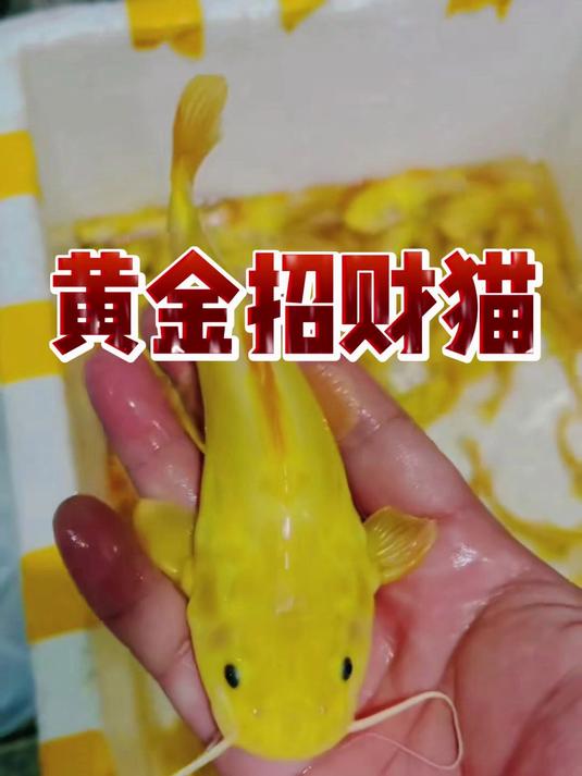 黄金招财猫鱼