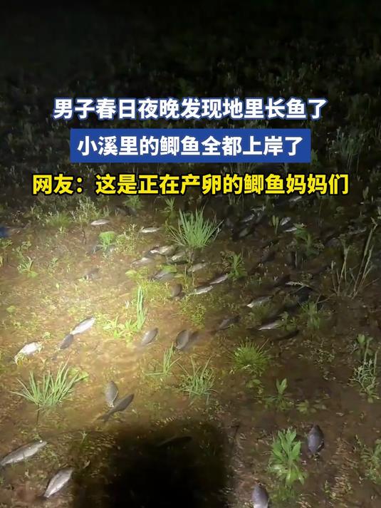 #花满春城我代言#男子春日夜晚发现地里长鱼了,小溪里的鲫鱼全都上岸了