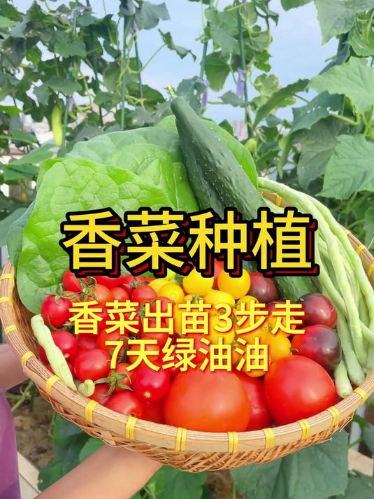 香菜出苗3步走，7天绿油油！