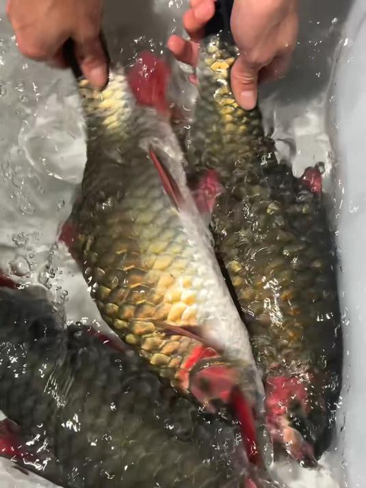 溪流淡水鱼#原生鱼#