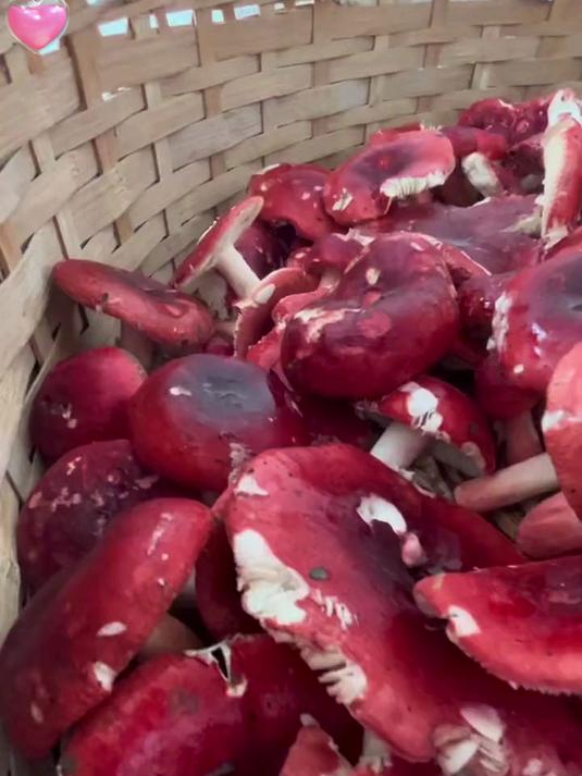 严选 干货红菇 多种吃法 炖汤极其鲜美