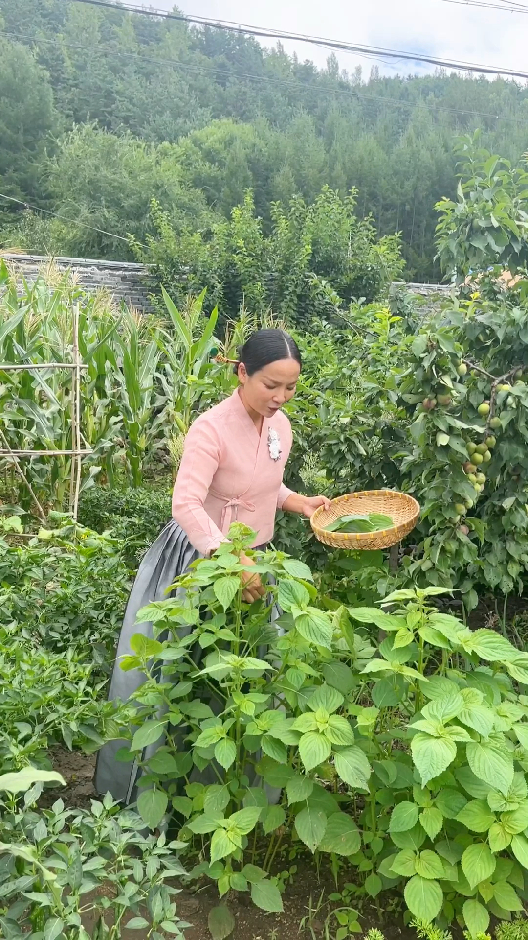 延边朝鲜族苏子叶泡菜,简单又好吃,有谁吃过?