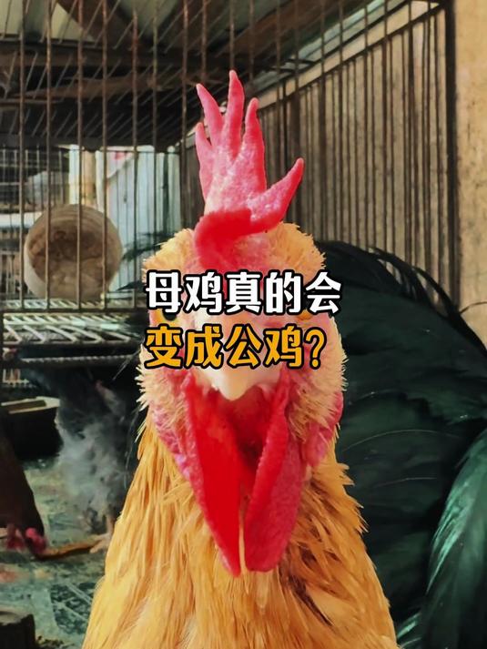 母鸡真的会变成公鸡吗?