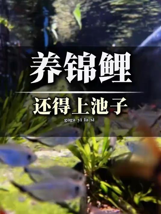 入鱼效果贼棒,沉浸式带媳妇组装锦鲤帆布池,养锦鲤建议人手一池