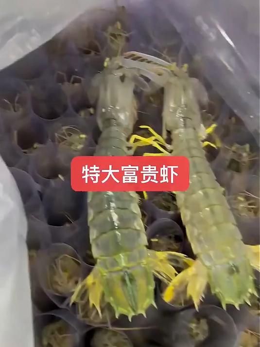 海蕴极鲜「活鲜」鲜活富贵虾 新鲜泰国进口巨型皮皮虾活虾烧烤送父母长辈 1000g(4-6只