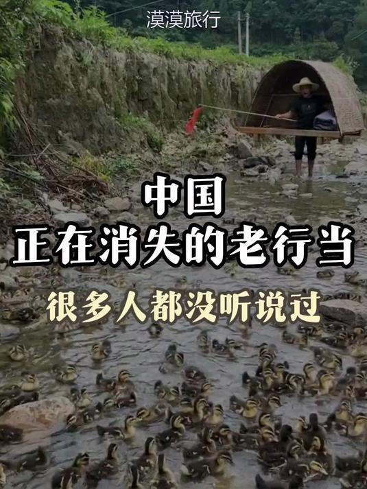 几千只鸭子过马路！实拍职业赶鸭人，这职业快没了