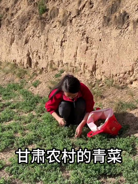 有人说甘肃没有青菜吃