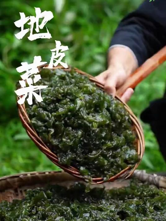 这货居然能吃?!山林里的「地软」地皮菜,挖到就是宝